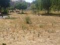 pulizia parco V1 (17)