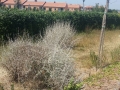 pulizia parco V1 (21)