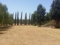 pulizia parco V1 (15)