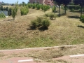 pulizia parco V1 (2)