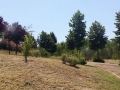 pulizia parco V1 (5)