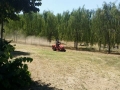 pulizia parco V1 (6)