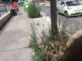 Pulizia 19 giugno 2016 (10)