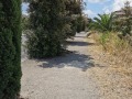 alberi_guglielmi_2