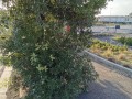 alberi_guglielmi_3
