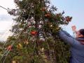 allestimento_albero_natale5