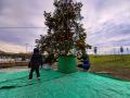 allestimento_albero_natale6