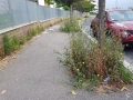 Erbacce (4)