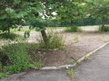 Erbacce (6)