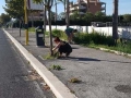 Torrino Mezzocammino pulizia residenti 2017 (17)