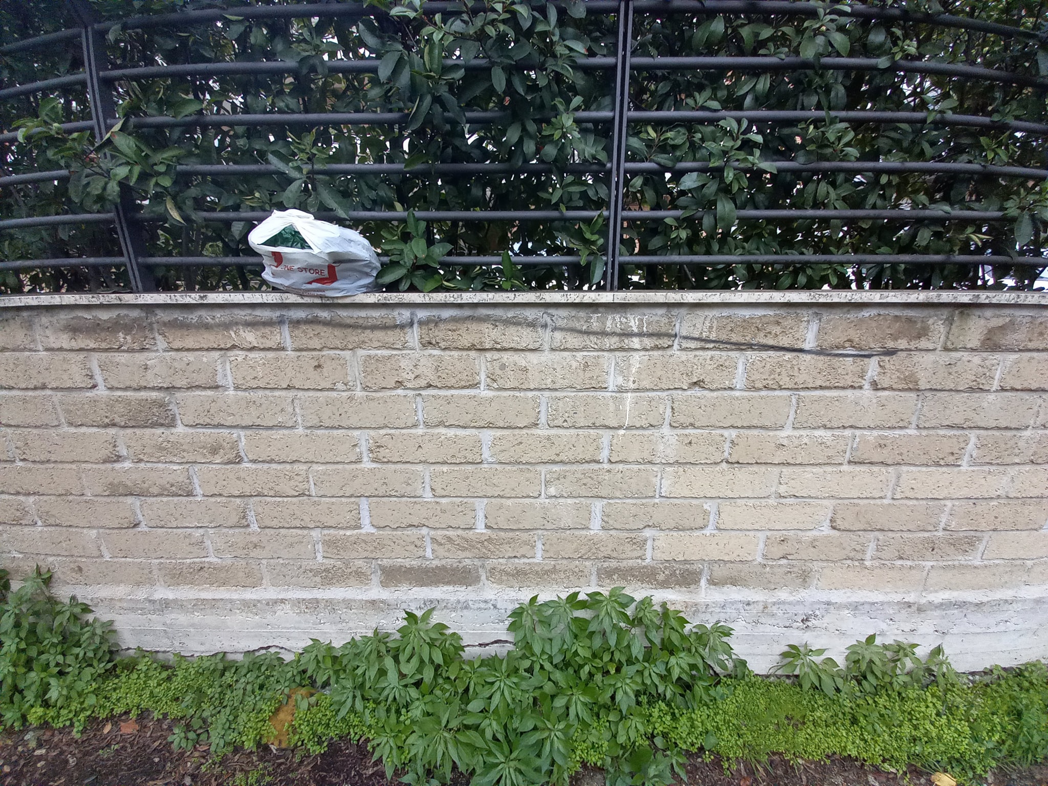 rimozione_tag_viale_guglielmi_6