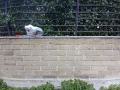 rimozione_tag_viale_guglielmi_7